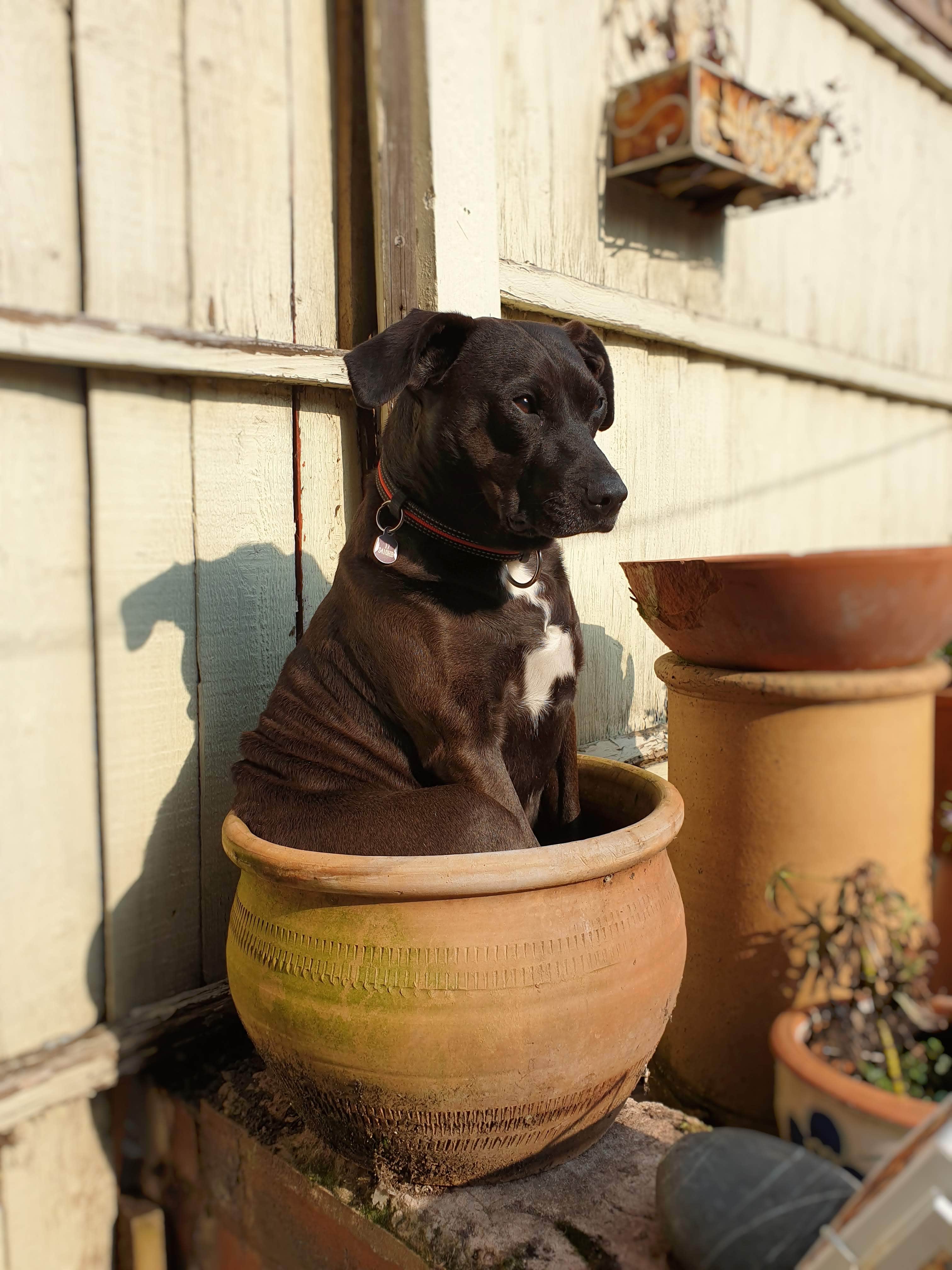 A Dog Sitting in a Plant Pot