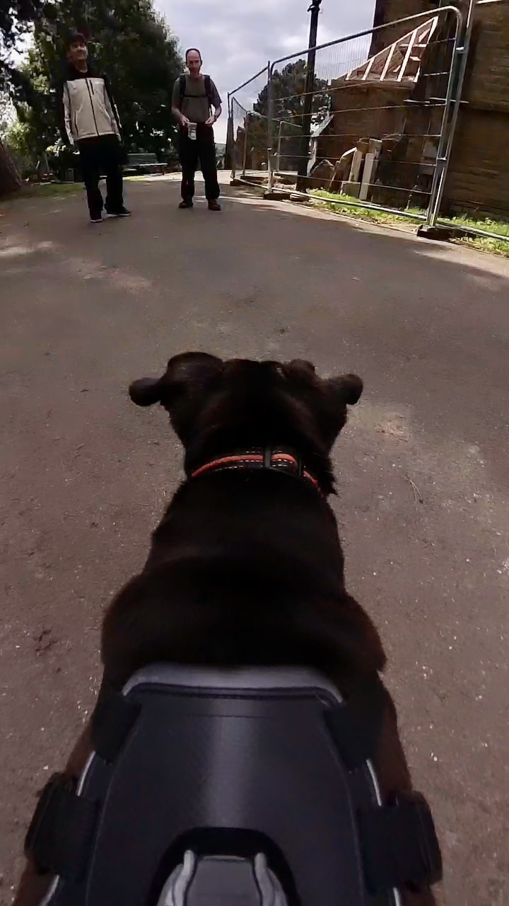 Dog wearing a dog harness with an insta360 X3