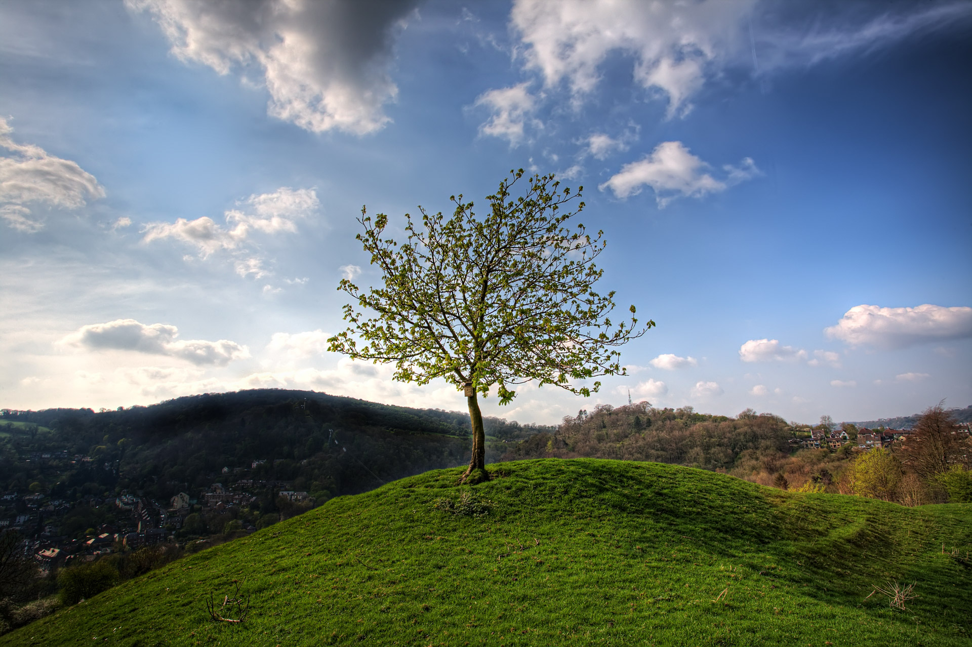 Tree On a Hill