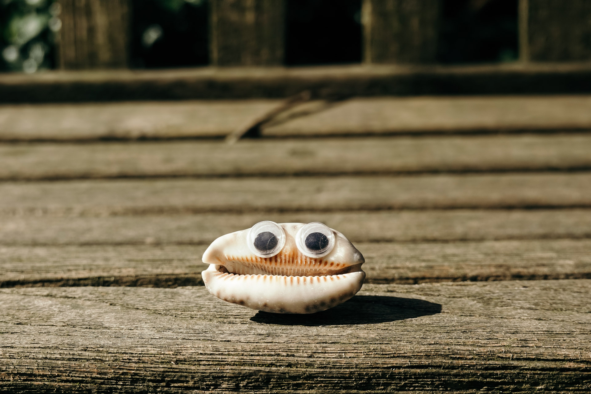 Shell With Stick on Eyes on a Bench